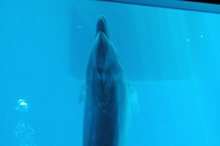 DSC_1045.jpg