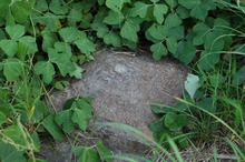 DSC_1244.jpg