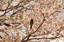 th_DSC_5276.jpg